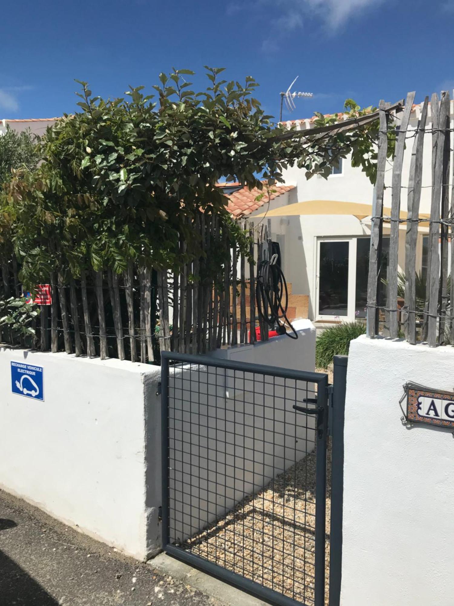 Les Agapanthes